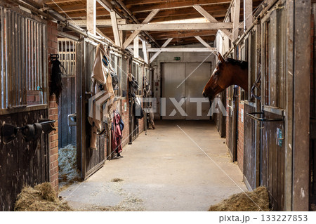 Quiet stable corridor shows horse looking out from its stall surrounded by tack and hay. Warm light highlights wooden beams and creates calm rural atmosphere with authentic equestrian details Quiet stable corridor shows horse looking out from its stall surrounded by tack and hay. Warm light highlights wooden beams and creates calm rural atmosphere with authentic equestrian details 133227853
