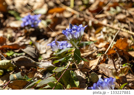 リンドウの花 133227881