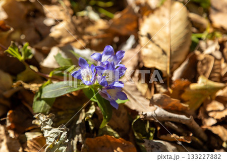 リンドウの花 133227882