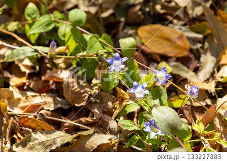 リンドウの花 133227883