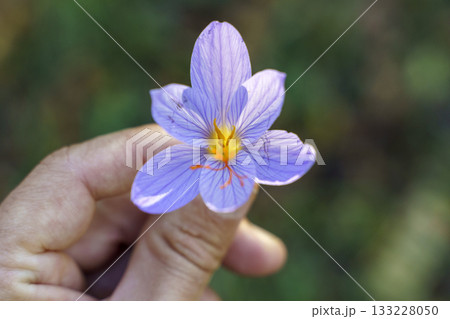 Saffron Flower in Hand. Natural Beauty Essence 133228050
