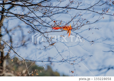 秋の木曽福島興禅寺境内の景色 秋の木曽福島興禅寺境内の景色 133228058