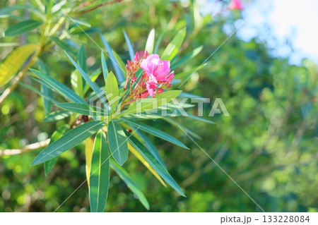 可愛い　キョウチクトウの花 133228084