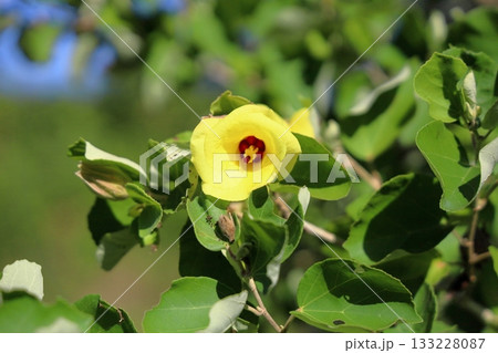 ハマボウの花 ハマボウの花 133228087