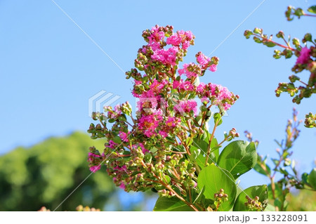 鮮やか　イッサイサルスベリの花 133228091