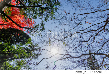秋の木曽福島興禅寺境内の景色 秋の木曽福島興禅寺境内の景色 133228102