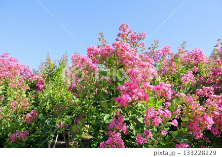 鮮やか　イッサイサルスベリの花 133228229