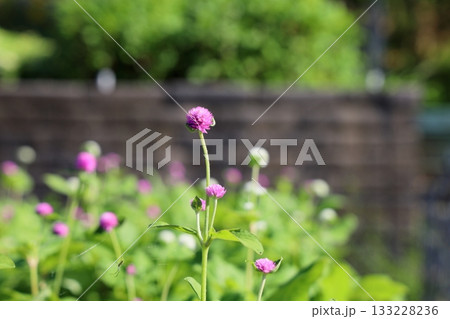 可愛い センニチコウの花 可愛い センニチコウの花 133228236