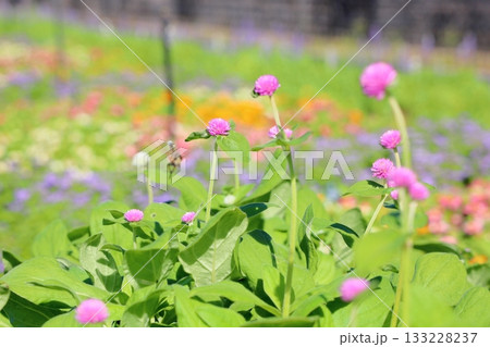 可愛い センニチコウの花 可愛い センニチコウの花 133228237
