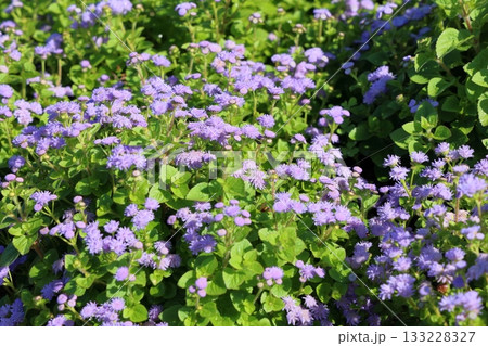 爽やか　アゲラタムの花 133228327