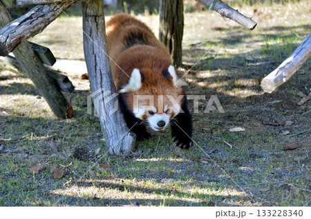 歩くレッサーパンダ 133228340