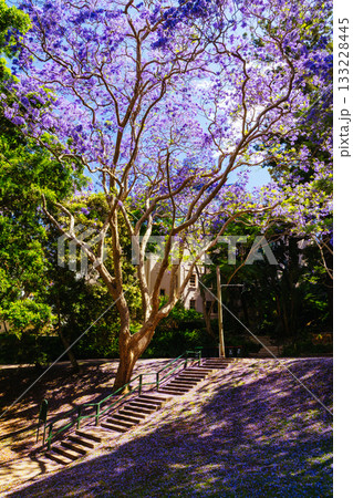 Jacaranda Trees in Sydney Australia Jacaranda Trees in Sydney Australia 133228445