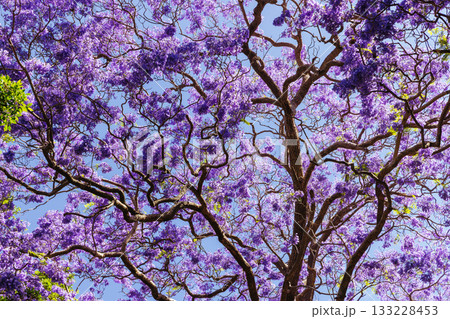Jacaranda Trees in Sydney Australia 133228453