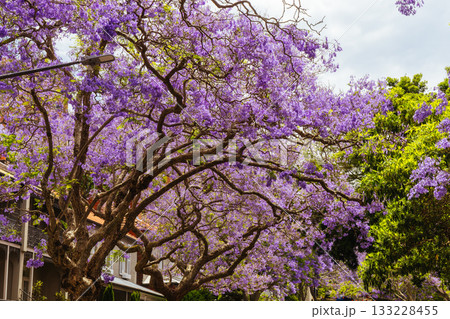 Jacaranda Trees in Sydney Australia 133228455