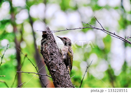 北海道の公園に生息するヤマゲラ 北海道の公園に生息するヤマゲラ 133228551