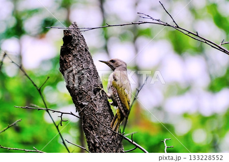 北海道の公園に生息するヤマゲラ 133228552