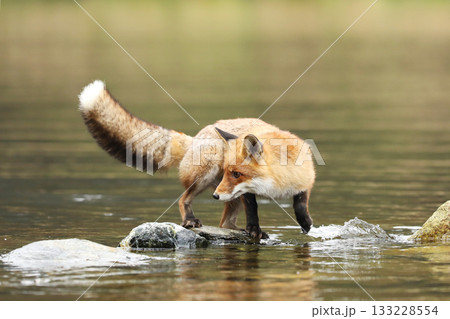 Rex fox (Vulpes vulpes) male in river. Male of red fox in the river with stones. Animal in nature habitat, Czech republic 133228554