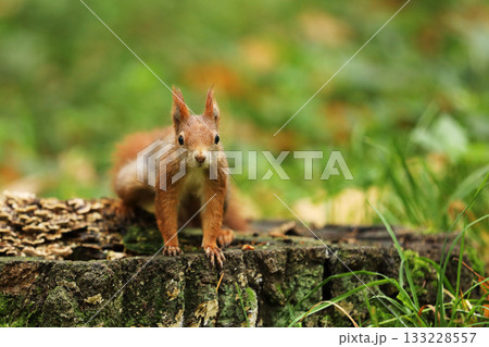 Cute red squirrel. Sciurus vulgaris. Portrait of a red squirrel in autumn season. Cute animal sitting on the tree stump. Animal in nature habitat, Czech republic Cute red squirrel. Sciurus vulgaris. Portrait of a red squirrel in autumn season. Cute animal sitting on the tree stump. Animal in nature habitat, Czech republic 133228557