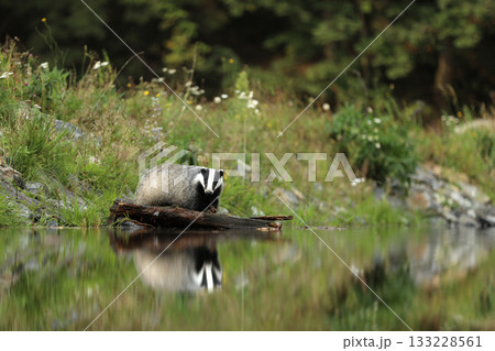 European badger is a powerfully built animal with a small head and stocky body European badger is a powerfully built animal with a small head and stocky body 133228561