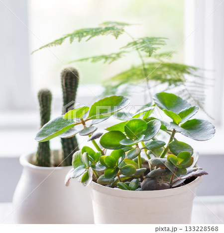 A Kalanchoe houseplant in the foreground and other houseplants grow in a bright office A Kalanchoe houseplant in the foreground and other houseplants grow in a bright office 133228568