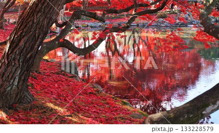 紅葉と池 133228579