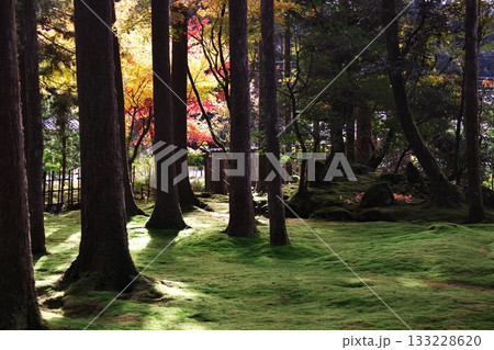 紅葉と苔の里 6 133228620