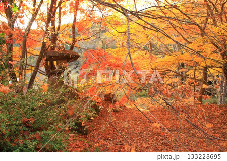 紅葉のある風景 紅葉のある風景 133228695