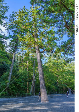青空バックに見るピサの斜塔のように傾いた杉の大木の情景 133228717