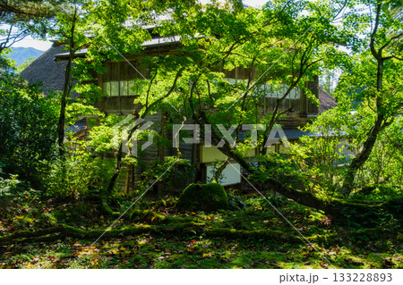 離れ座敷の庭木 133228893