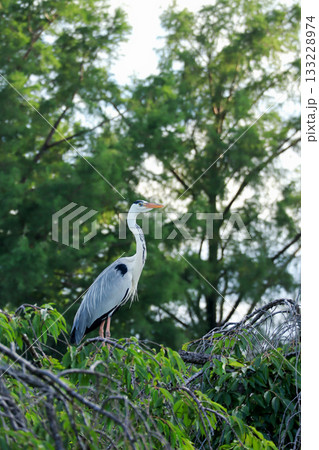 アオサギ 133228974