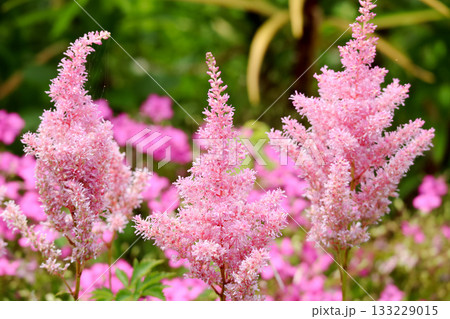 アスチルベ 133229015