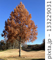 紅葉したメタセコイアの大木 133229031