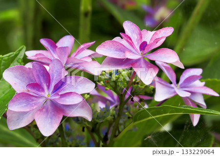 アジサイ 133229064