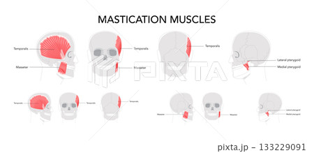 Set of Chewing muscles labeled diagram, masseter, temporalis, medial and lateral pterygoid, jaw movement, mandibular 133229091