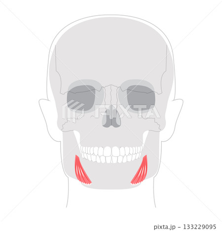 Depressor anguli oris - Human facial muscle that depresses the corners of the mouth contributing to frowning expressions 133229095
