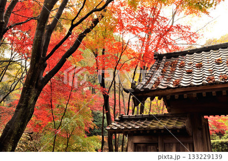 東京都町田市野津田薬師池公園の古民家の門と紅葉 東京都町田市野津田薬師池公園の古民家の門と紅葉 133229139