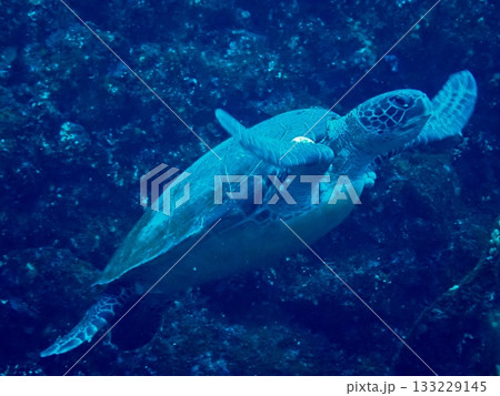 伊豆大島のアオウミガメ 133229145