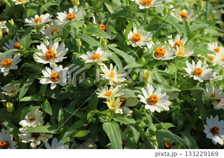 爽やか ジニアの花 爽やか ジニアの花 133229169