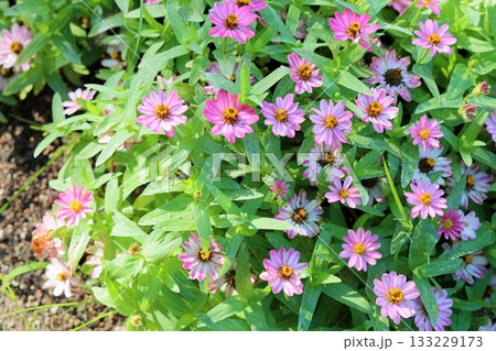 可愛い　ジニアの花 133229173