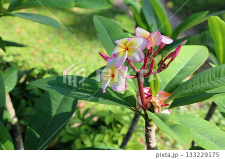 可愛い　プルメリアの花 133229175