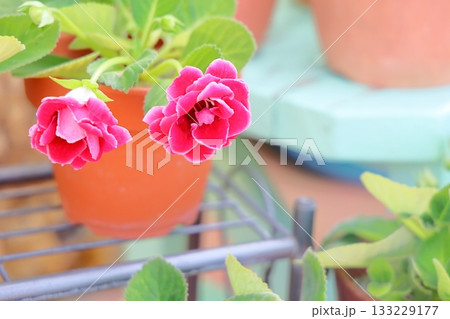 可愛い グロキシニアの花 可愛い グロキシニアの花 133229177