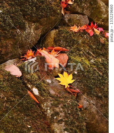 紅葉 長野県 懐古園 紅葉 長野県 懐古園 133229660