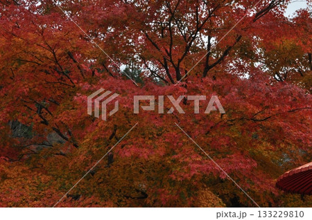 真っ赤な紅葉 133229810