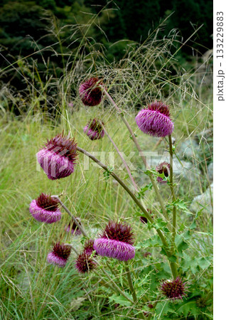 林道の脇で咲いていた野あざみ 林道の脇で咲いていた野あざみ 133229883