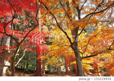 紅葉 長野県 清水寺 紅葉 長野県 清水寺 133229938