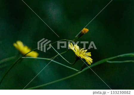キク科の多年草　スイランの花 133230082