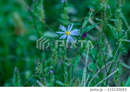 秋の訪れ　野菊の仲間　ノコンギク 133230083