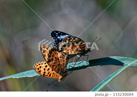 タテハチョウ科ツマグロヒョウモンの交尾 133230084