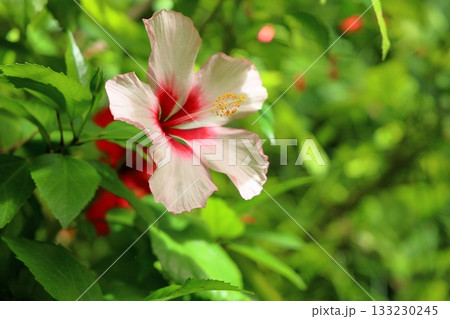 鮮やか ハイビスカスの花 鮮やか ハイビスカスの花 133230245