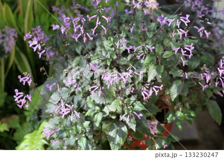 モナラベンダーの花 モナラベンダーの花 133230247